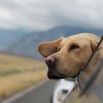 Dog out of car window